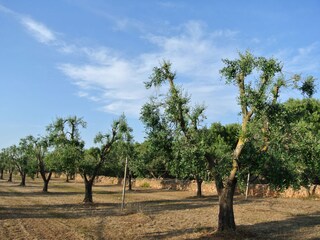 Casa de vacaciones San Pietro in Bevagna Entorno 23