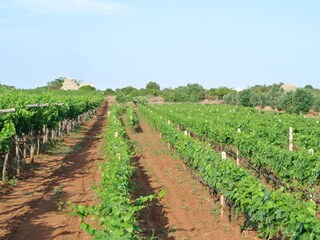 Vakantiehuis San Pietro in Bevagna Omgeving 27