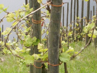 Appartement de vacances Piesport Enregistrement extérieur 11