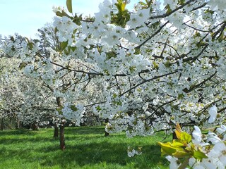 Kirschgarten