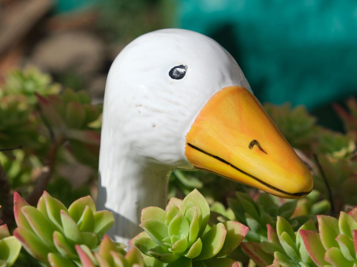 Wer findet mich im Garten des CASA GINESTRA?