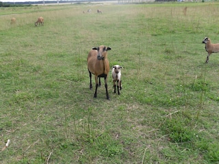 Schafe auf der Weide