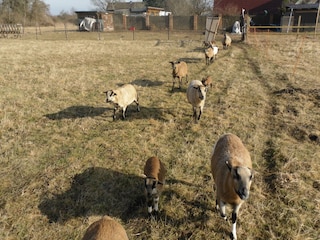 Kamerunschafe in der Umgebung