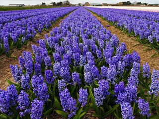 Tolle Tulpenfelder