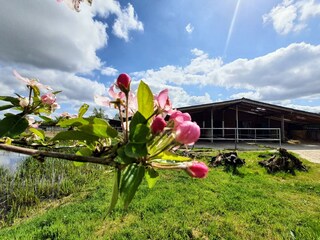 Stallungen auf der Anlage