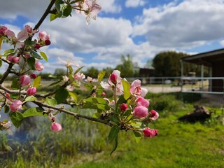 Frühling auf der PIANOVA