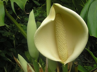 Blüte Philodendron