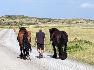 Hier geht man mit dem Pferd spazieren.....