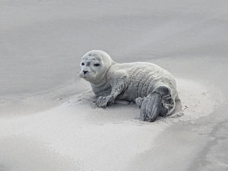 Heuler am Strand