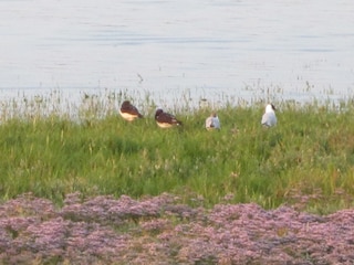 Strandflieder am Rande der Surferbucht