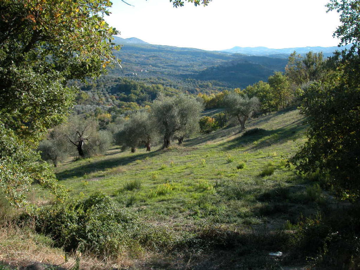 Landschaft unser Olivenhain