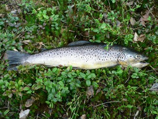 Casa per le vacanze Lur Ambiente 17