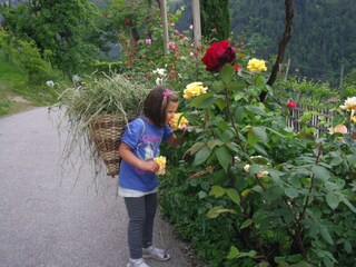 Der Duft der Rosen ist einmalig