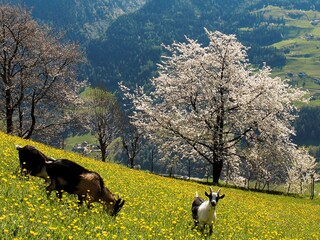 Appartamento per vacanze Kuens Ambiente 37