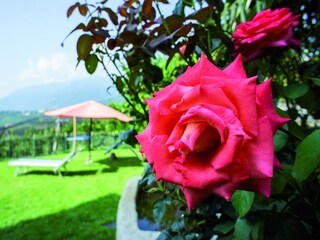 Möge es stets im Leben nur Rosen und keine Dornen geben