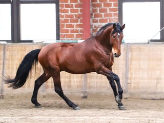 our Lsitano-stallion Davincy
