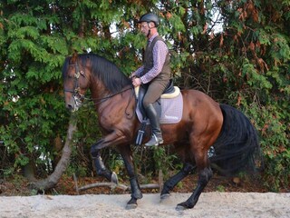 Lusitano Davincy in Piaff
