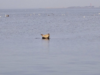 Robbe vor Strukkamp auf Fehmarn