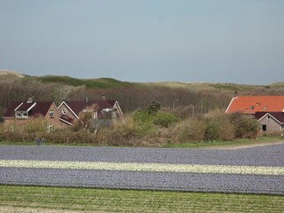 Blick zu den Dünen und Tulpenfeldern