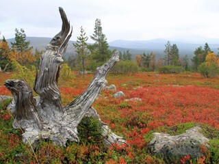 Im Herbst gibt es alle Farben im Natur