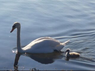 Schwan mit Jungtier auf Fehmarn