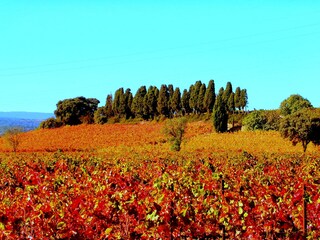 Der Stolz der Weinbauern