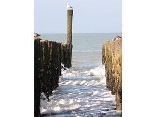 Appartamento per vacanze Cadzand-Bad Ambiente 14