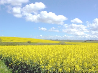 Rapsblüte auf Rügen im Frühjahr