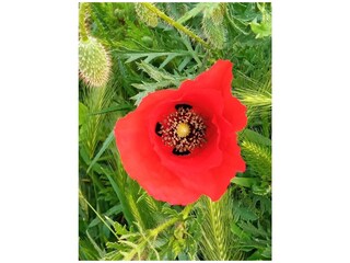 Appartamento per vacanze Bodensdorf Registrazione all'aperto 11