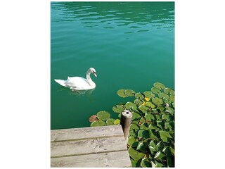 Appartamento per vacanze Bodensdorf Registrazione all'aperto 12