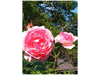 Appartamento per vacanze Bodensdorf Registrazione all'aperto 16