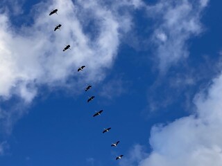 Kraniche kehren auf dem Darß ein