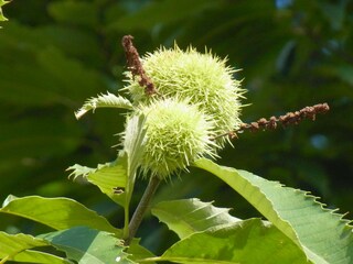 Appartamento per vacanze Oberotterbach Ambiente 17