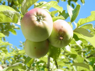 Appartamento per vacanze Oberotterbach Ambiente 18