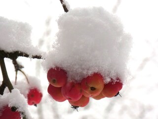 Appartamento per vacanze Oberotterbach Ambiente 20