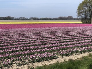 Bungalow Lemmer Ambiente 28