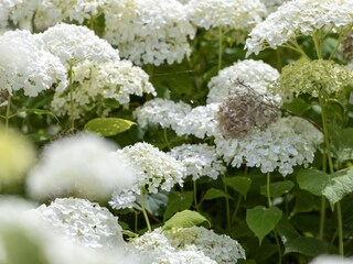 Bungaló Lemmer Grabación al aire libre 8
