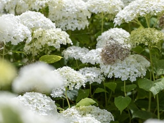 eigener Garten