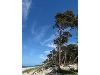 Ferienhaus Zingst Außenaufnahme 26