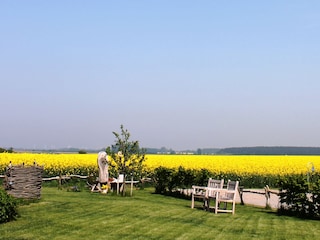 Zur Rapsblüte