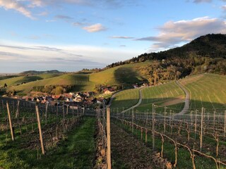 View from the vineyards