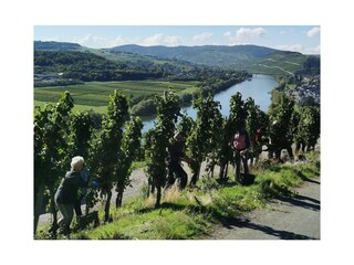 Weinlese mit Aussicht  auf Mosel und Lieser
