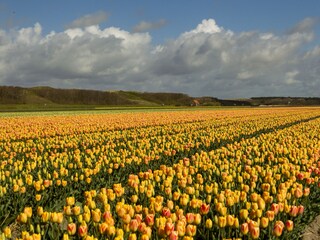 Appartamento per vacanze Schagen Ambiente 14