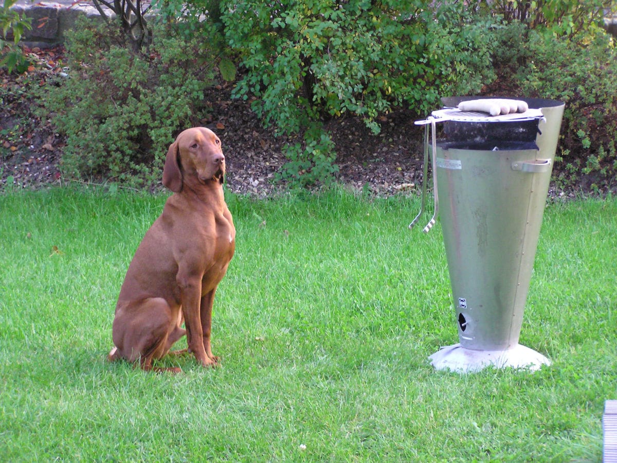 Det gule Hus Hund vor Wurst