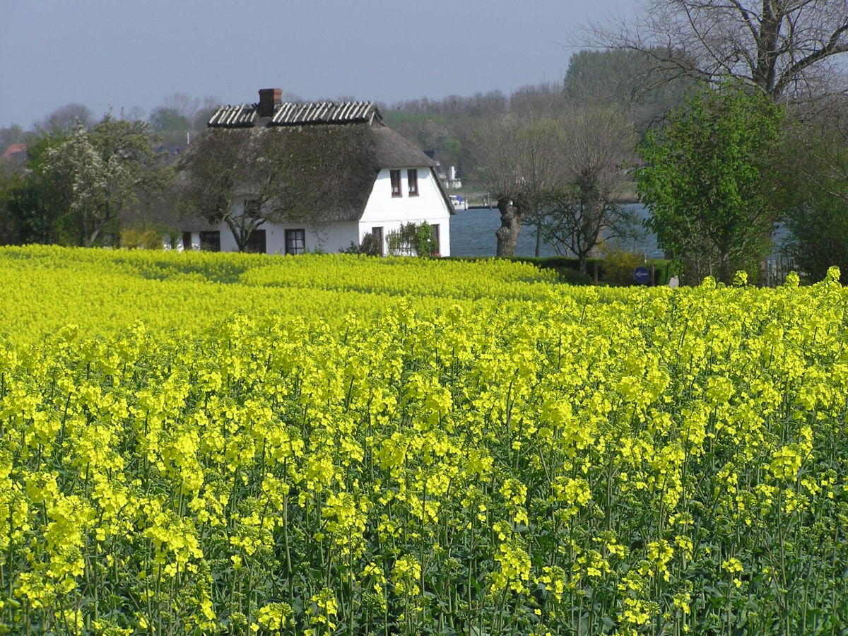 Rapsfelder an der Schlei