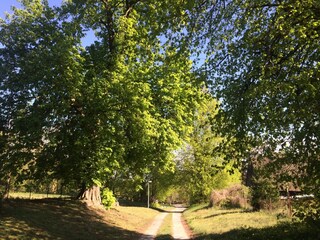 Klotzow, Lindenallee