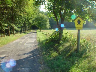 Waldweg