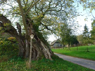 Klotzow, Linde