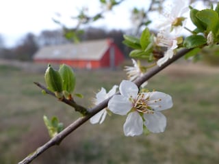 Frühling, Haus pergo