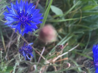 Wildes